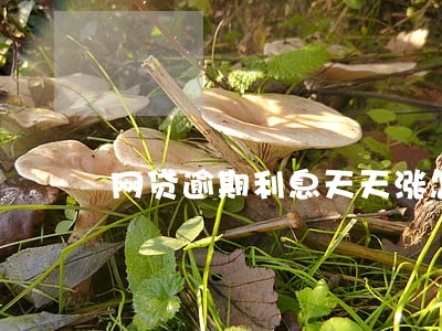网贷逾期利息天天涨怎么办
