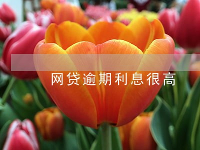 网贷逾期利息很高 网贷逾期利息很高