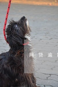 网贷逾期利息怎么处罚 网贷逾期利息怎么处罚