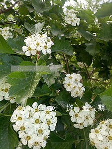 网贷逾期利息要滚多久 网贷逾期利息要滚多久