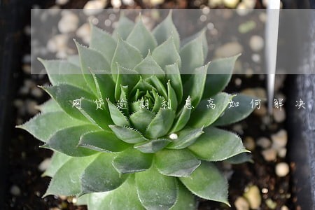 网贷逾期利息高如何解决 网贷逾期利息高如何解决