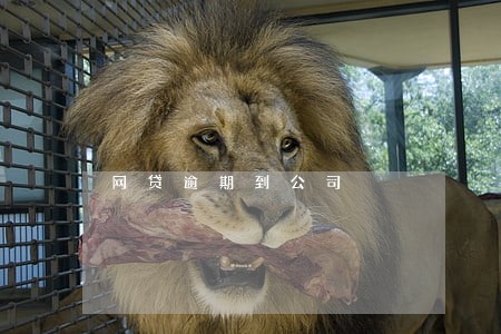 网贷逾期到公司 网贷逾期到公司