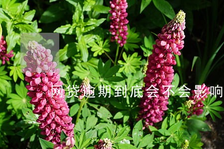 网贷逾期到底会不会影响信用 网贷逾期到底会不会影响信用