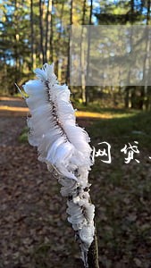 网贷逾期到户籍地