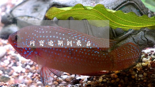 网贷逾期到最后 网贷逾期到最后