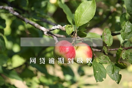 网贷逾期到极致
