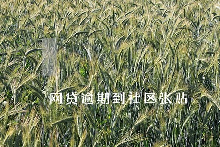 网贷逾期到社区张贴 网贷逾期到社区张贴