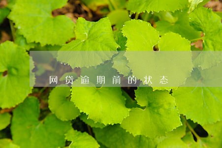 网贷逾期前的状态