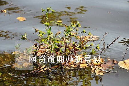 网贷逾期办新号码 网贷逾期办新号码