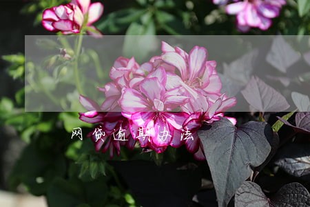 网贷逾期办法