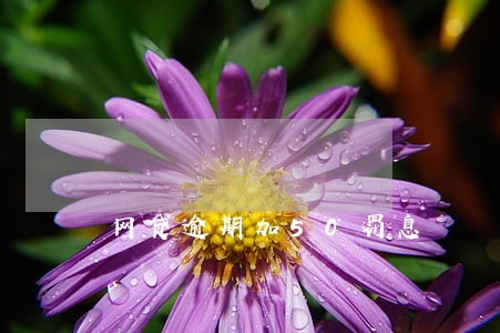 网贷逾期加50罚息 网贷逾期加50罚息