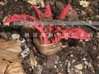 网贷逾期加微信看到上门催收 网贷逾期加微信看到上门催收