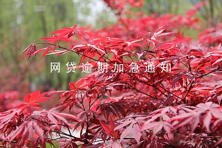 网贷逾期加急通知 网贷逾期加急通知