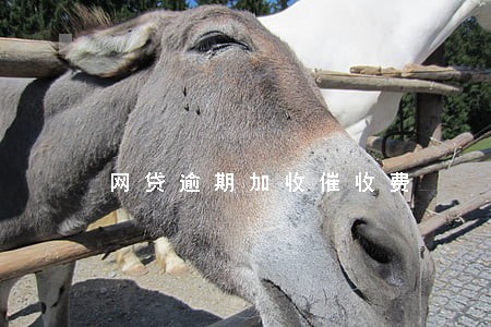 网贷逾期加收催收费 网贷逾期加收催收费