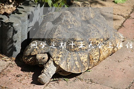 网贷逾期十五天会上征信吗 网贷逾期十五天会上征信吗