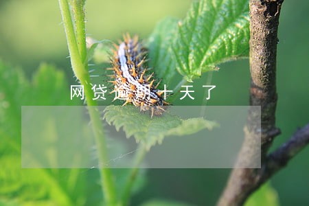 网贷逾期十天了 网贷逾期十天了
