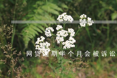 网贷逾期半个月会被诉讼吗 网贷逾期半个月会被诉讼吗