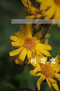 网贷逾期半个月可以扣款吗 网贷逾期半个月可以扣款吗