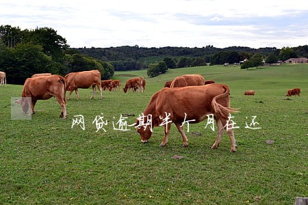 网贷逾期半个月在还