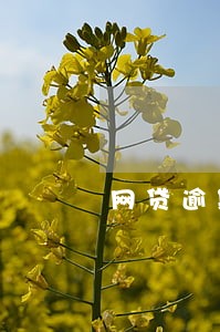 网贷逾期半个月有什么后果 网贷逾期半个月有什么后果