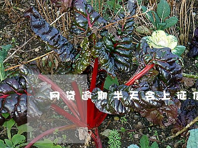 网贷逾期半天会上征信吗 网贷逾期半天会上征信吗