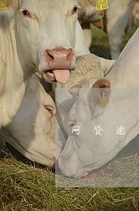 网贷逾期半年了想要一次性 网贷逾期半年了想要一次性