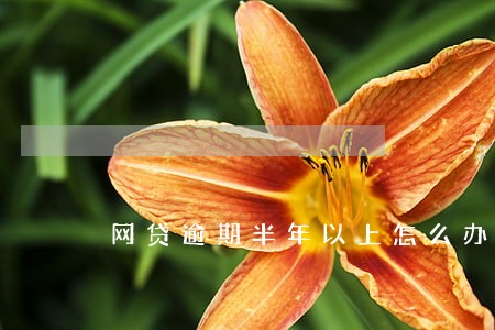 网贷逾期半年以上怎么办 网贷逾期半年以上怎么办