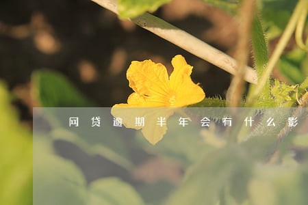 网贷逾期半年会有什么影响 网贷逾期半年会有什么影响