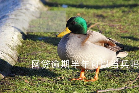 网贷逾期半年可以当兵吗 网贷逾期半年可以当兵吗