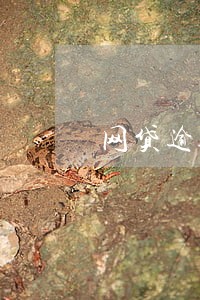 网贷逾期半年后赚了3万 网贷逾期半年后赚了3万