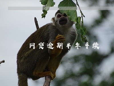 网贷逾期半年手续
