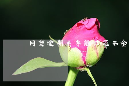网贷逾期半年能只还本金么 网贷逾期半年能只还本金么