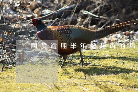 网贷逾期半年被起诉的后果