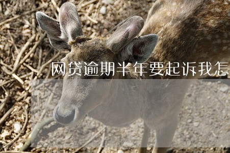 网贷逾期半年要起诉我怎么办 网贷逾期半年要起诉我怎么办
