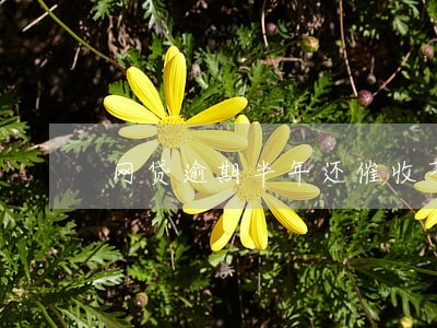 网贷逾期半年还催收不 网贷逾期半年还催收不