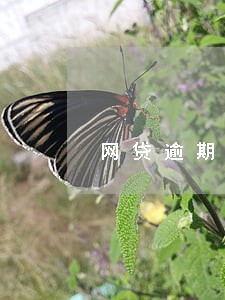 网贷逾期半年还被发信息 网贷逾期半年还被发信息