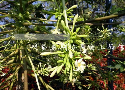 网贷逾期协商会上征信吗 网贷逾期协商会上征信吗