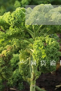 网贷逾期协商怎么还 网贷逾期协商怎么还