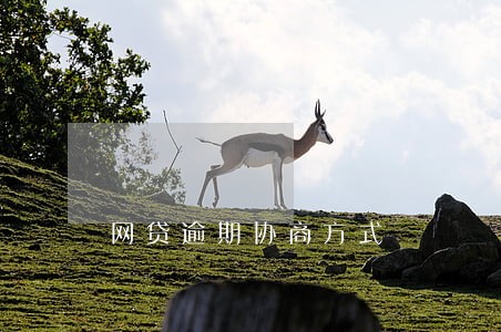 网贷逾期协商方式 网贷逾期协商方式