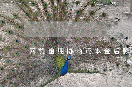 网贷逾期协商还本金后影响 网贷逾期协商还本金后影响