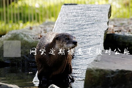网贷逾期协商还款对公账户 网贷逾期协商还款对公账户