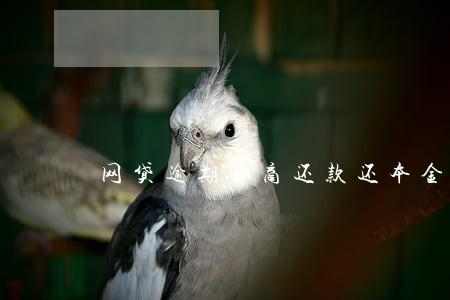 网贷逾期协商还款还本金技巧 网贷逾期协商还款还本金技巧