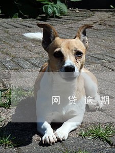 网贷逾期单位会查到吗 网贷逾期单位会查到吗