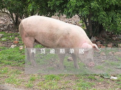 网贷逾期单据 网贷逾期单据
