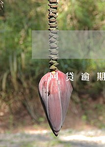 网贷逾期单独转账是真的吗 网贷逾期单独转账是真的吗