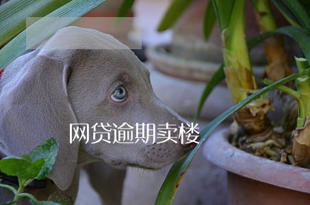 网贷逾期卖楼 网贷逾期卖楼