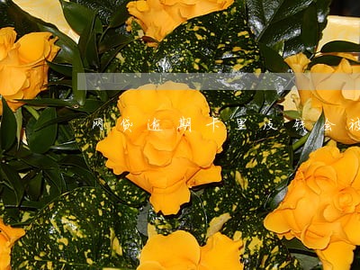 网贷逾期卡里没钱会被冻吗