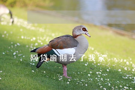 网贷逾期去了我家 网贷逾期去了我家