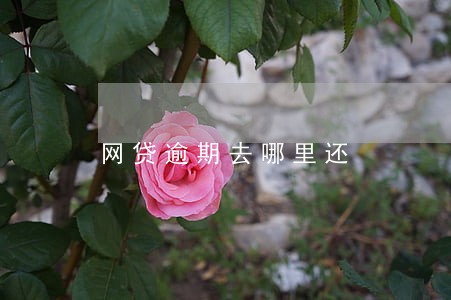 网贷逾期去哪里还 网贷逾期去哪里还