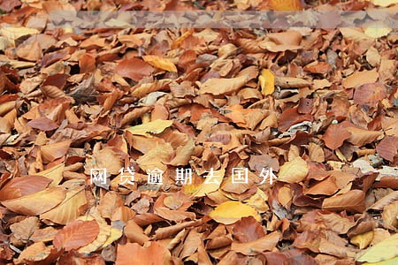 网贷逾期去国外 网贷逾期去国外
